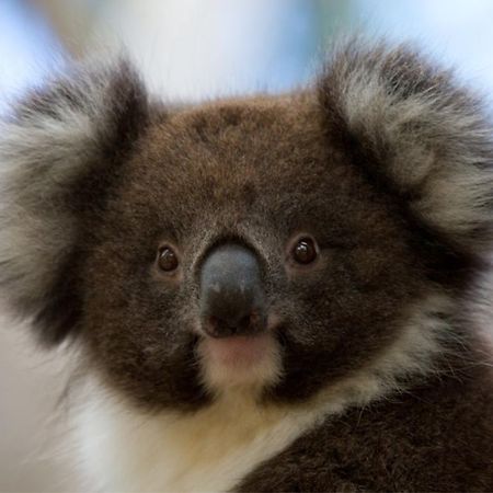 Bimbi Park - Camping Under Koalas Кейп-Отуэй Экстерьер фото