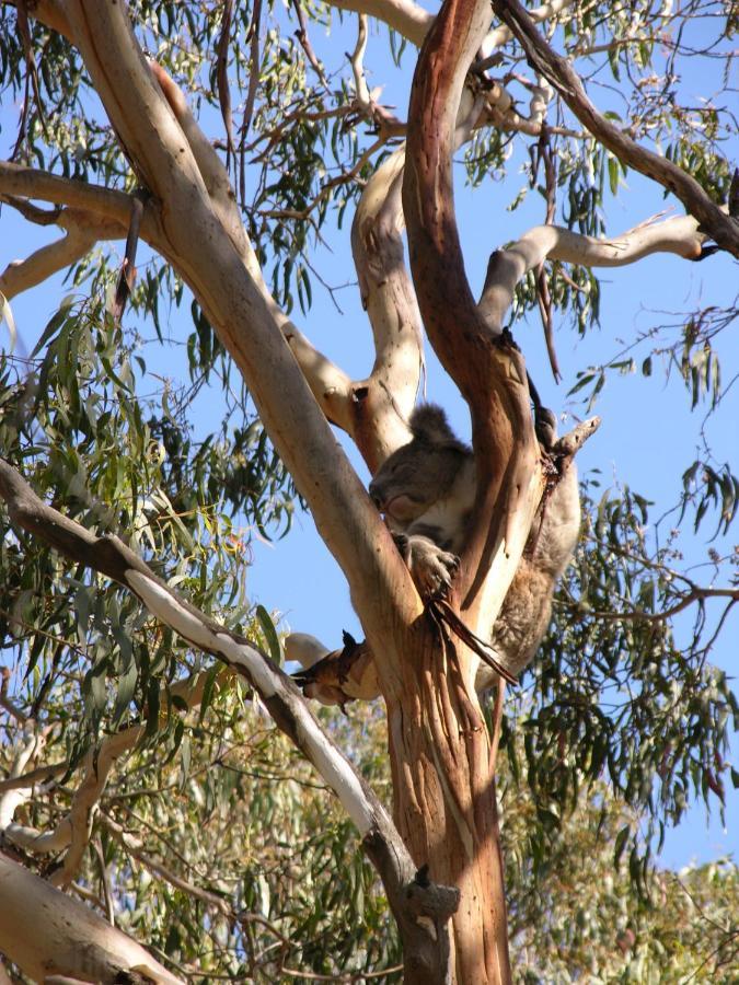Bimbi Park - Camping Under Koalas Кейп-Отуэй Экстерьер фото